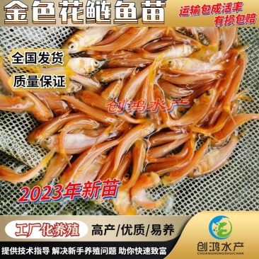 2023新苗金丝大头鱼苗金大头鱼苗金色鳙鱼苗淡水养殖