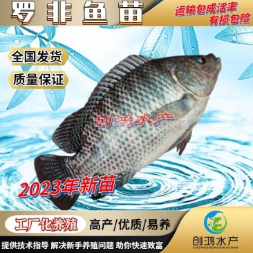 2023新苗罗非鱼苗非洲鲫鱼苗福寿鱼苗罗非水花供应