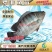 2023新苗罗非鱼苗非洲鲫鱼苗福寿鱼苗罗非水花供应
