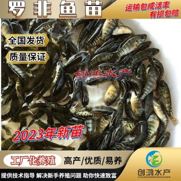 【2023新苗】罗非鱼苗高雄性罗非鱼苗新吉富罗非鱼苗