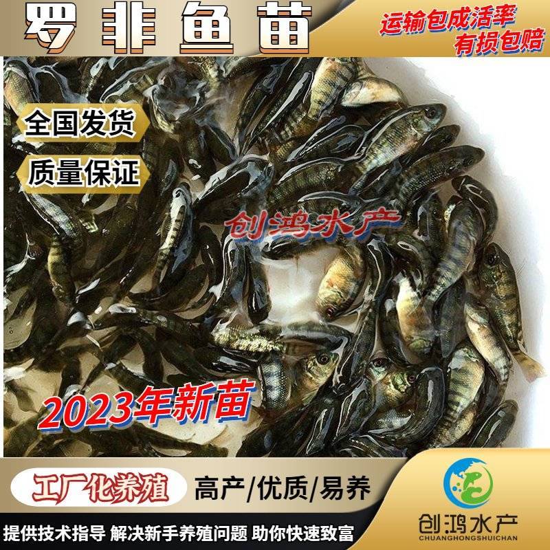 【2023新苗】罗非鱼苗高雄性罗非鱼苗新吉富罗非鱼苗