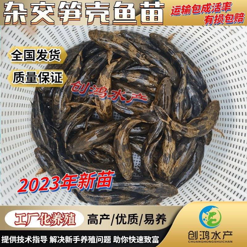 【2023新苗】泰国笋壳鱼苗云斑尖塘鳢淡水养殖