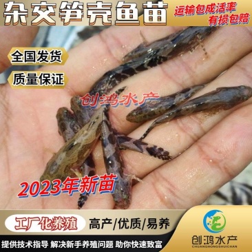 2023新苗优质笋壳鱼苗泰国笋壳鱼苗杂交笋壳鱼苗