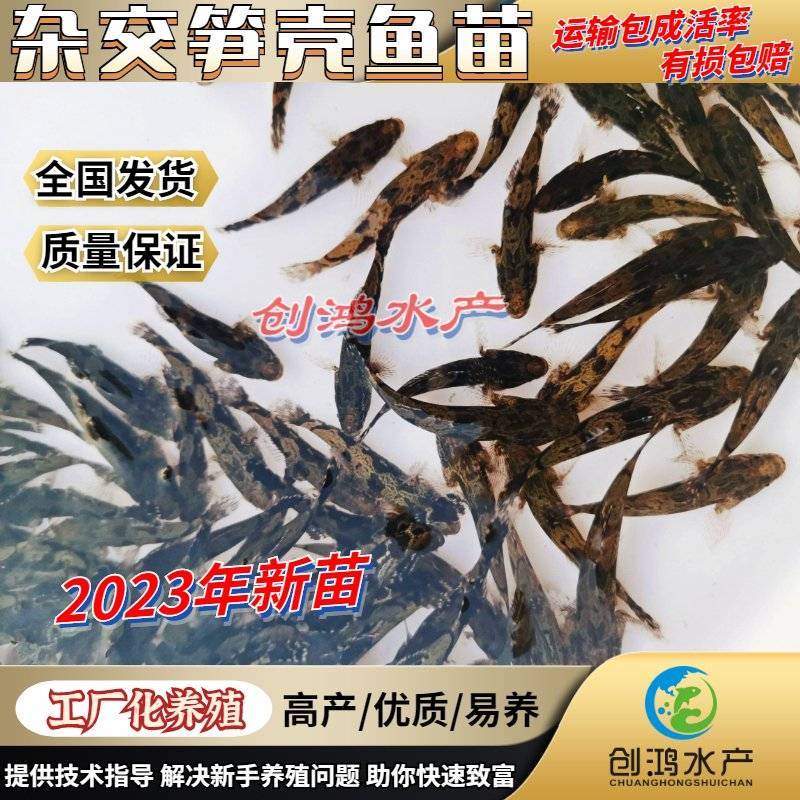【2023新苗】泰国笋壳鱼苗杂交笋壳鱼苗云斑尖塘鳢