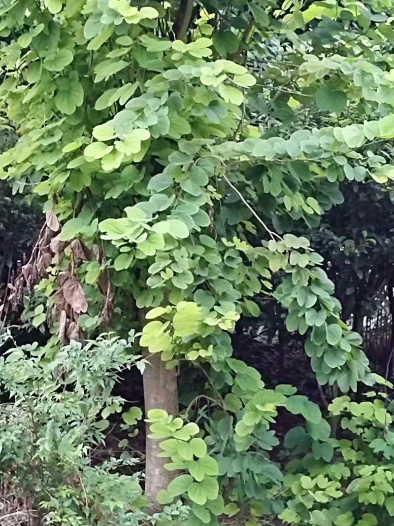 羊蹄甲