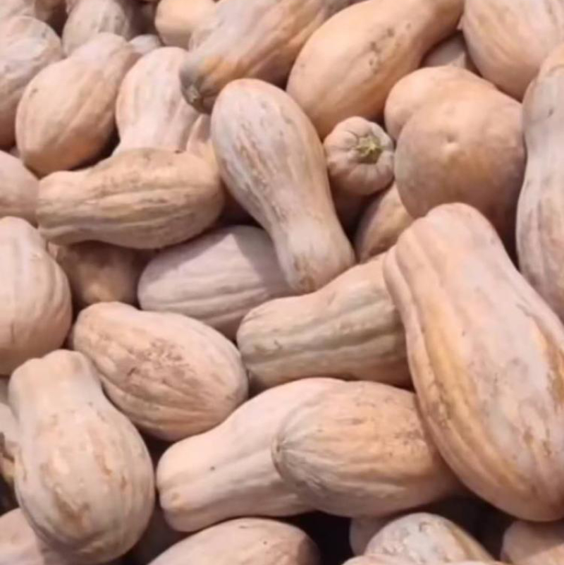 密本南瓜。头茬南瓜