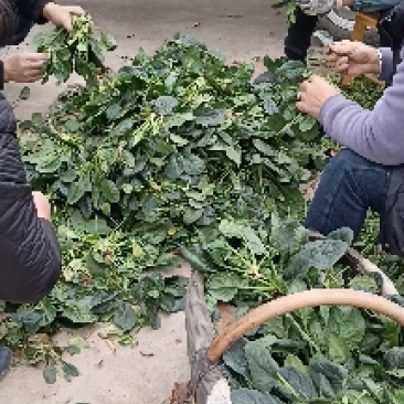 露天菠菜露天趴地尖叶菠菜圆叶趴地菠菜