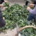 露天菠菜露天趴地尖叶菠菜圆叶趴地菠菜