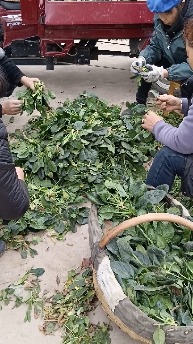 露天菠菜露天趴地尖叶菠菜圆叶趴地菠菜