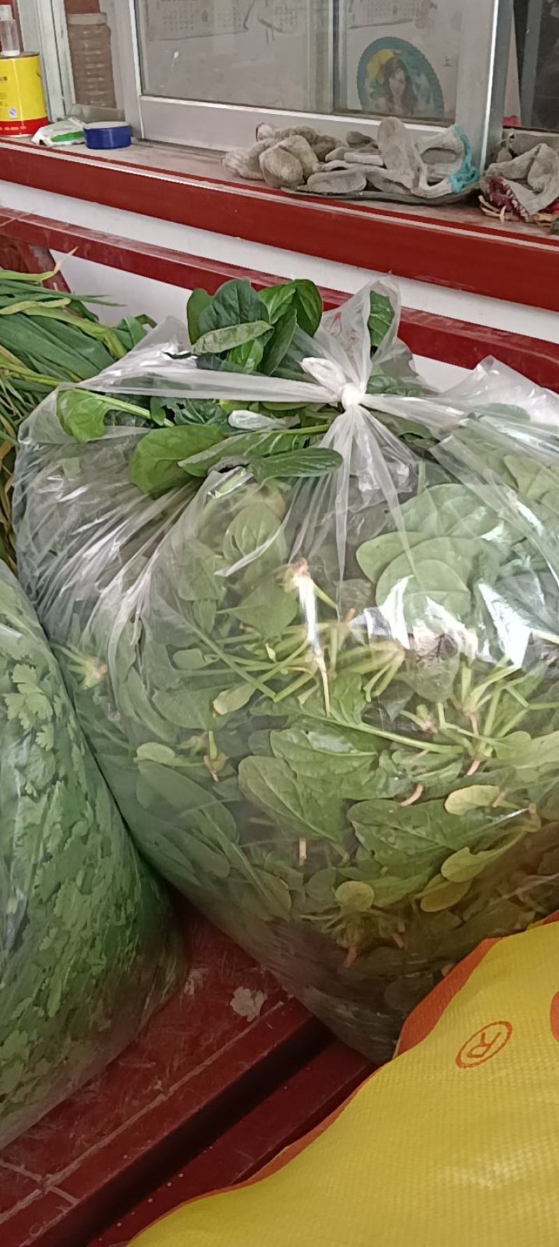 露天菠菜露天趴地尖叶菠菜圆叶趴地菠菜