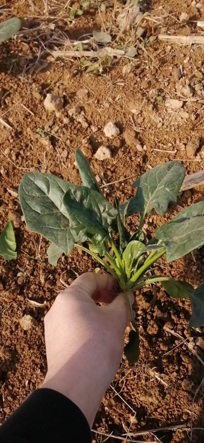 露天菠菜露天趴地尖叶菠菜圆叶趴地菠菜