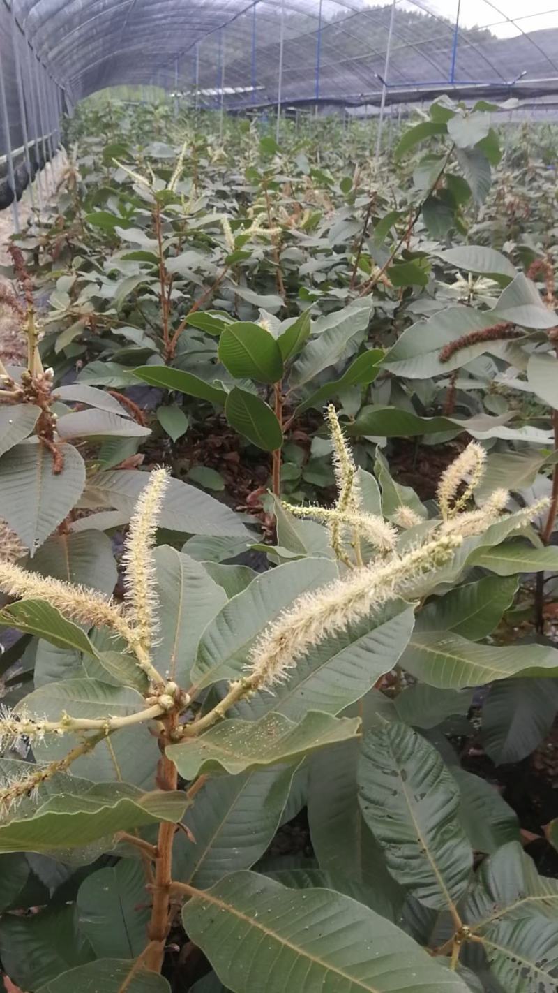 风流果果苗(大叶苗，2年苗)