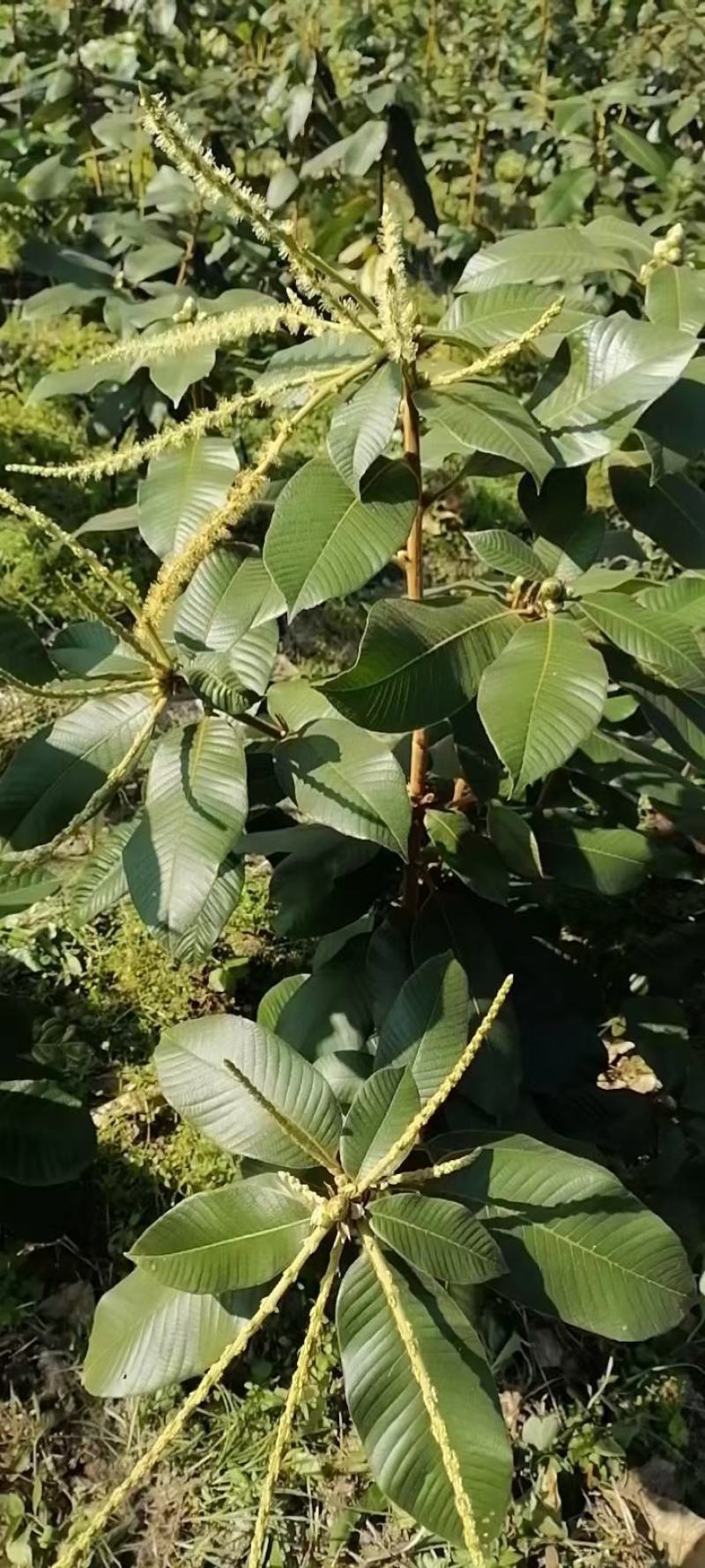 风流果果苗(大叶苗，2年苗)