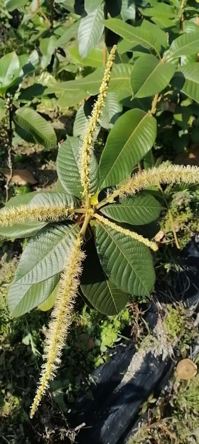 风流果果苗(大叶苗，2年苗)