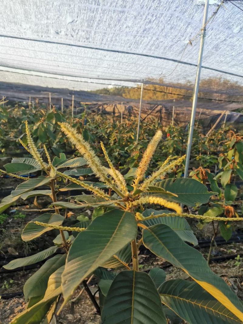 风流果果苗(大叶苗，2年苗)