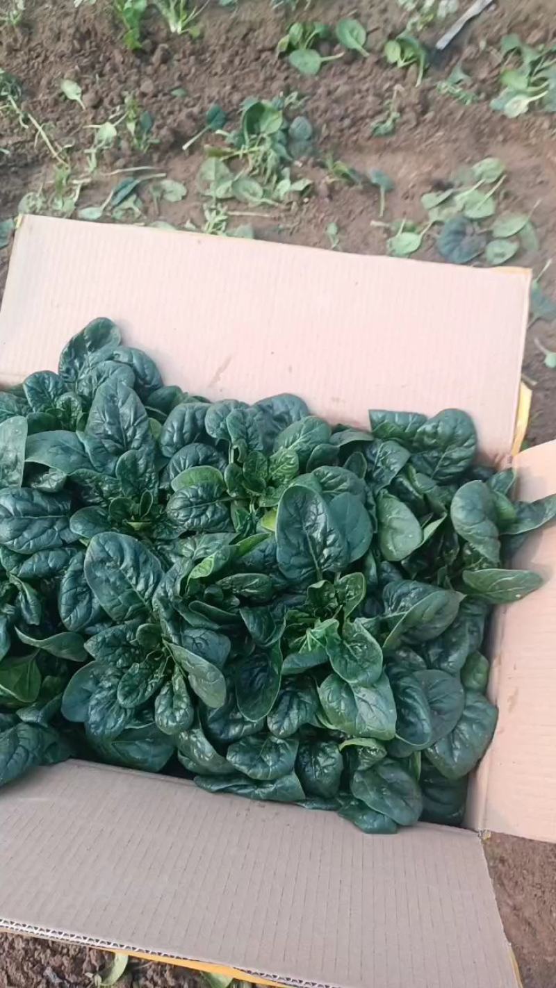 热卖趴地菠菜！产地直发，精品包装，储存加工，欢迎砸单