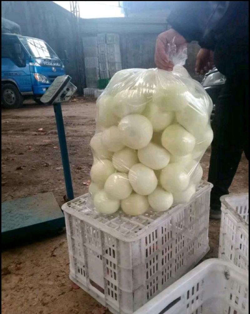 优质精品黄皮洋葱球，品质优良，量大从优，欢迎合作！！！