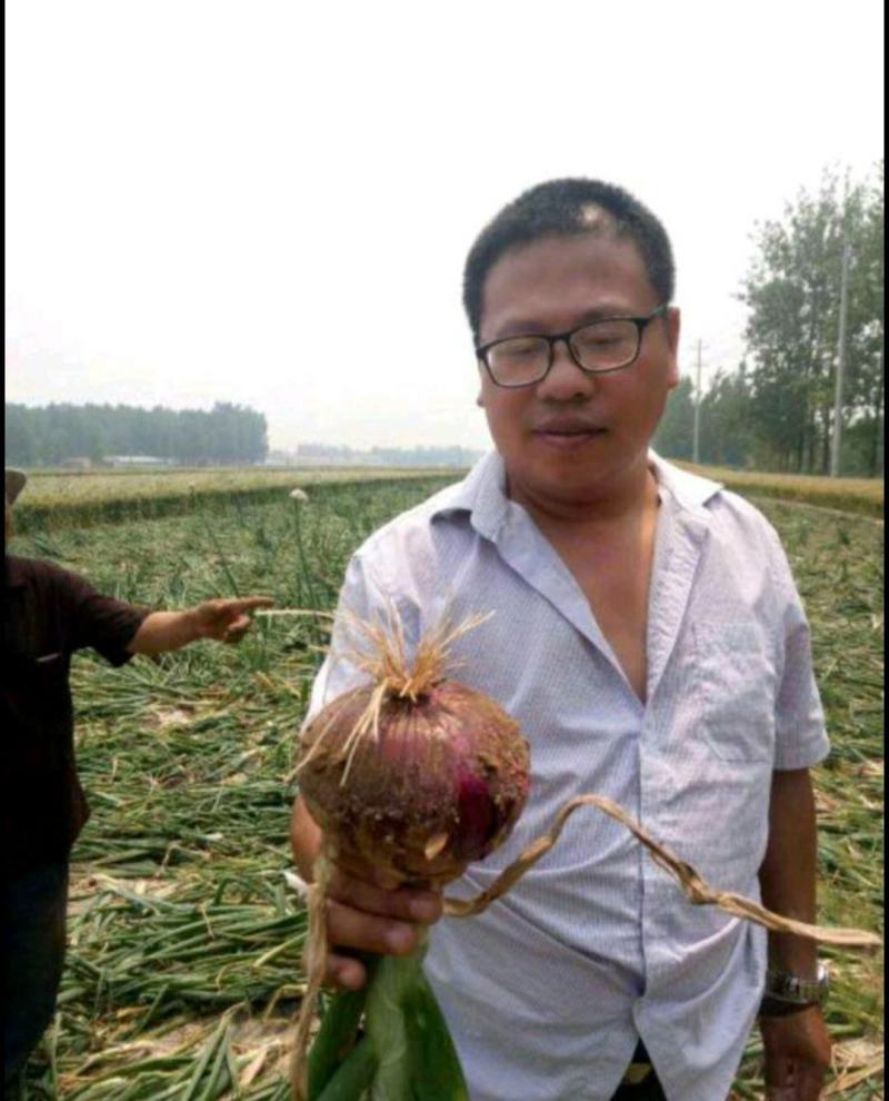 优质紫皮洋葱，产地直销，量大从优，欢迎选购