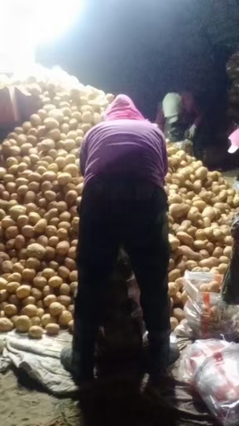 优质土豆，颜色鲜亮，产区直供，提供加工包装！