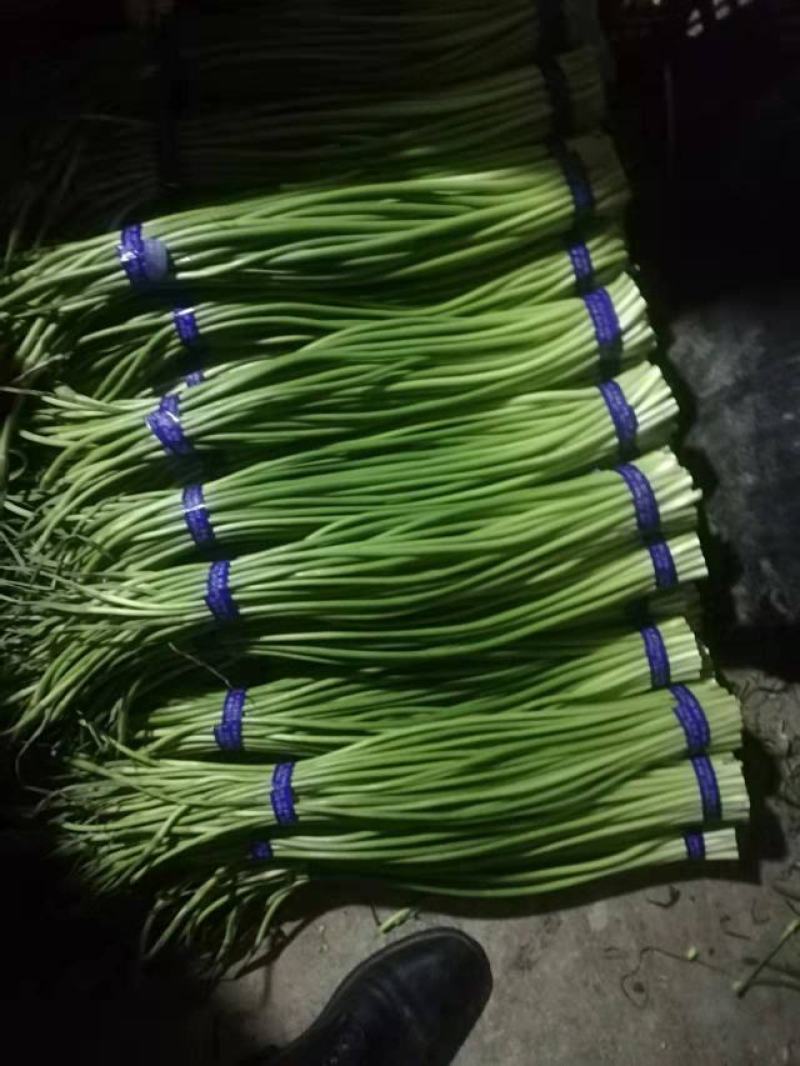 【蒜薹】正宗山东红帽蒜苔一手货源量大从优【坏单包赔】