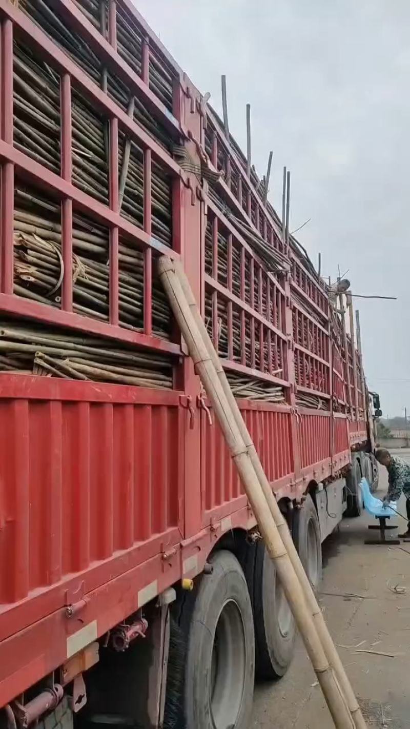 香蕉竹，竹尾，甘蔗竹，百香果竹，罗汉果竹