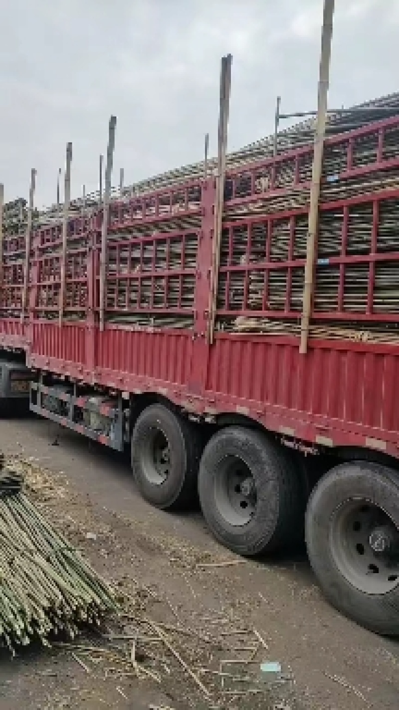 香蕉竹，竹尾，甘蔗竹，百香果竹，罗汉果竹