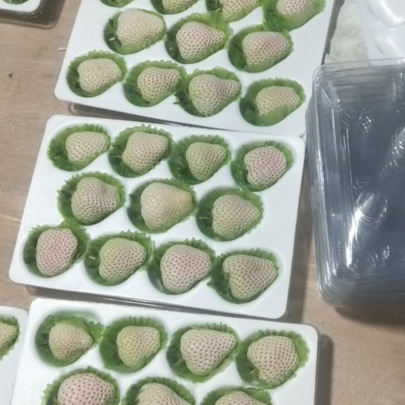 越雪飞，芊雪，梦之莹系列白草莓，草莓中的贵族