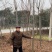 栾树10厘米～20厘米精品定值栾树