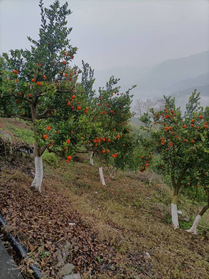 万州红橘，订货开摘，美丽