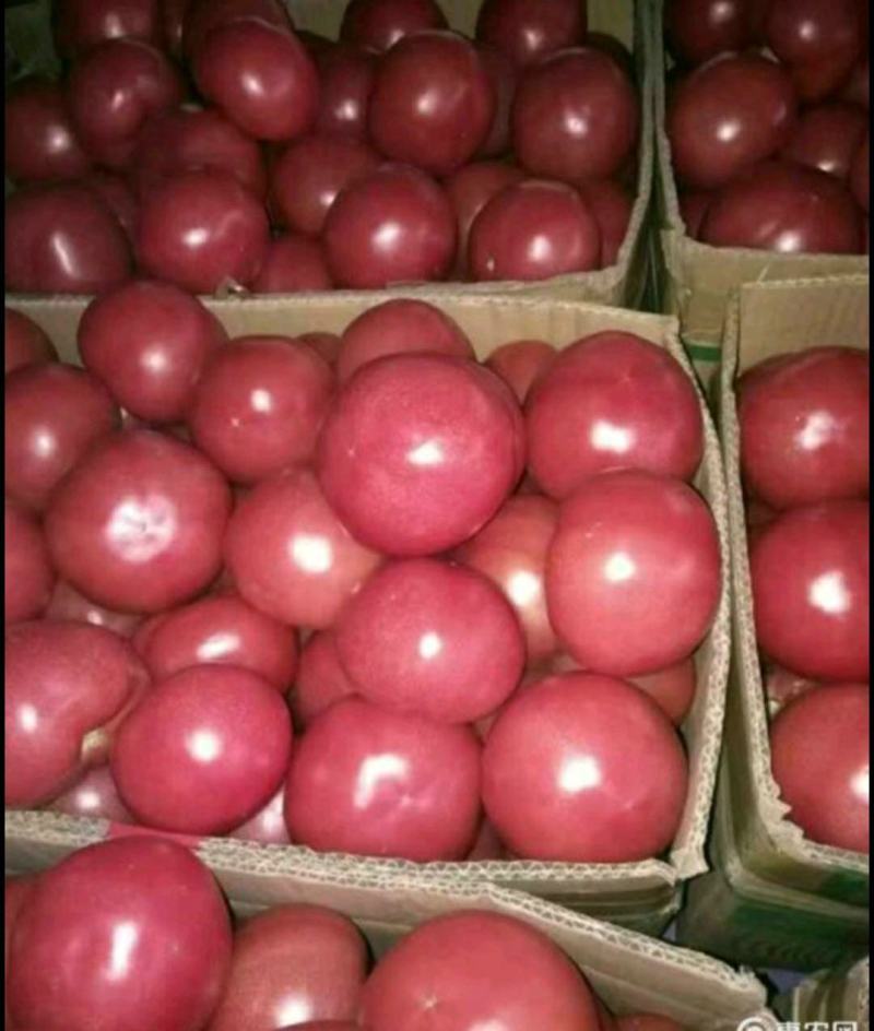 优质西红柿，品种齐全，品质优良，基地直供，量大从优。