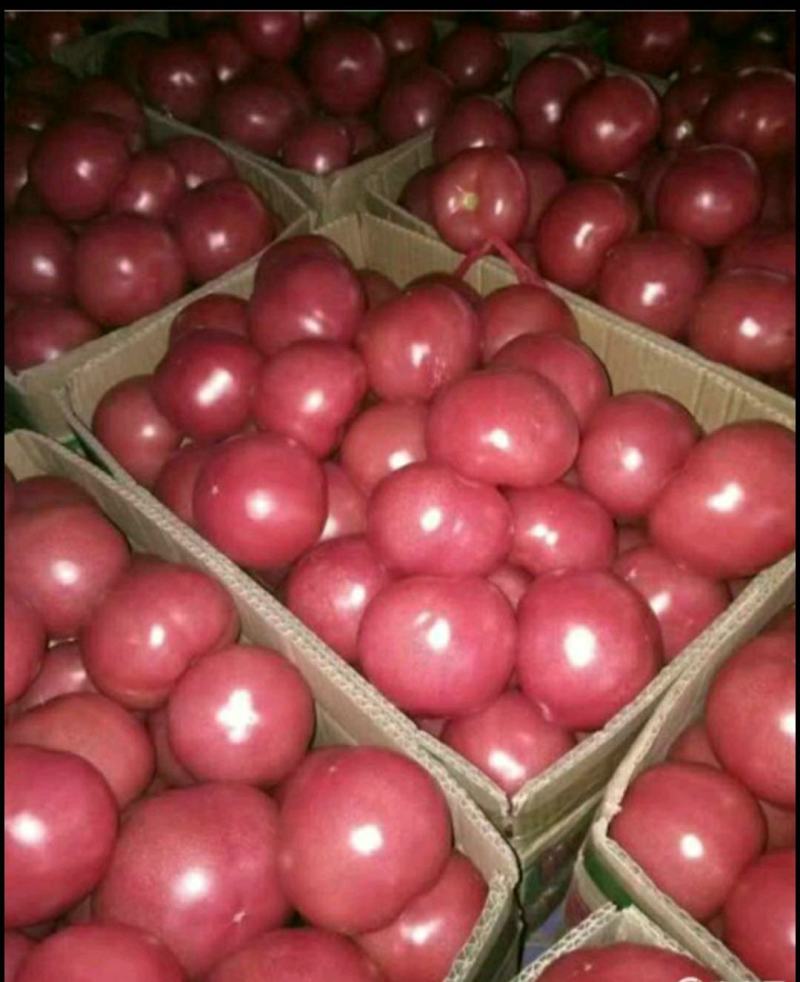优质西红柿，品种齐全，品质优良，基地直供，量大从优。