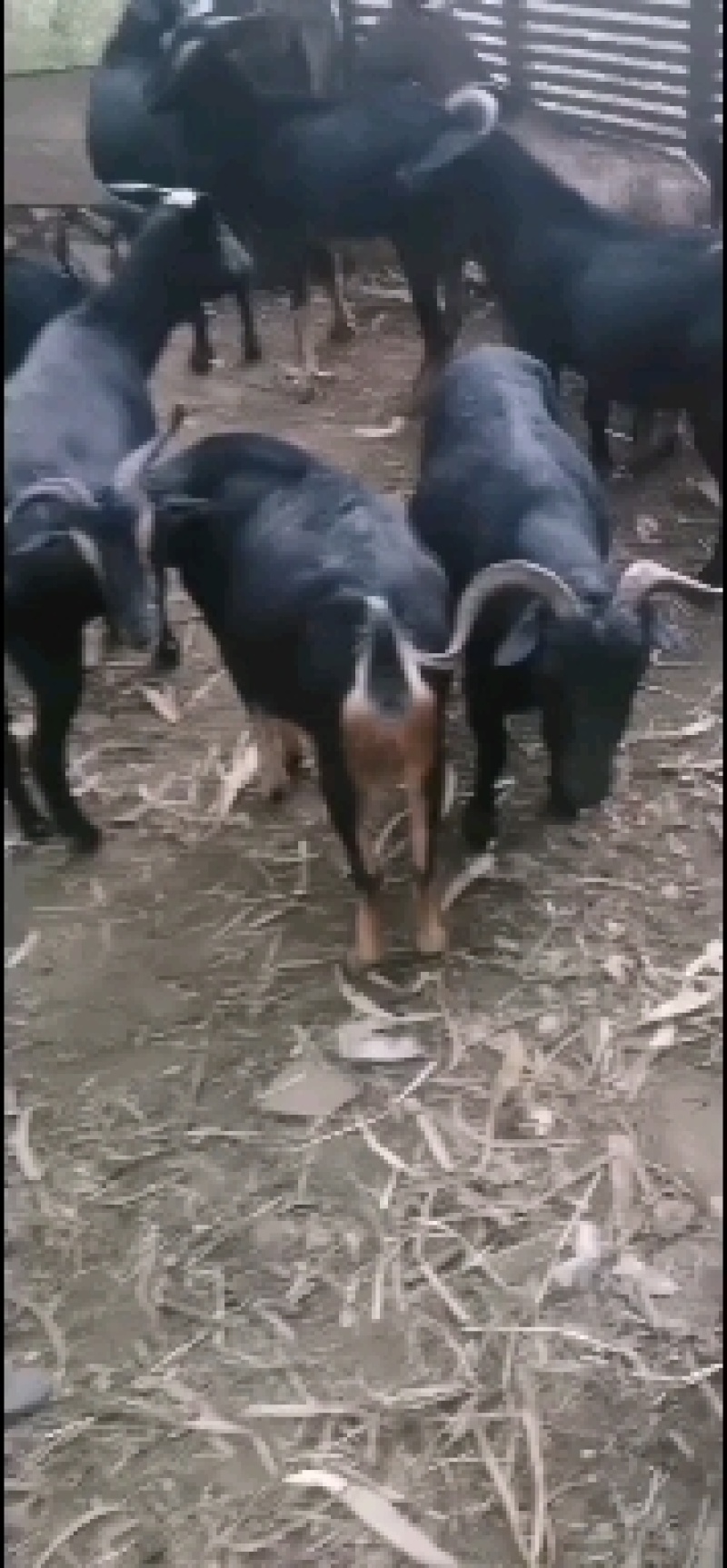 小耳土黑山羊，生态放养优质黑山羊，滇西小耳黑山羊