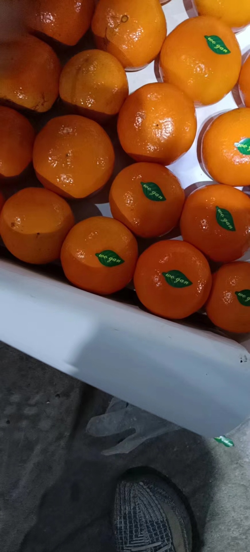 （热卖）精品沃柑口感爆甜，果皮细腻，欢迎采购！！