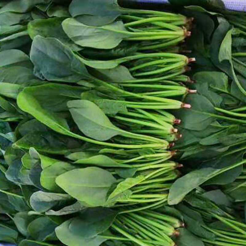 精品菠菜山东曹县地头直供精品菠菜代收带发
