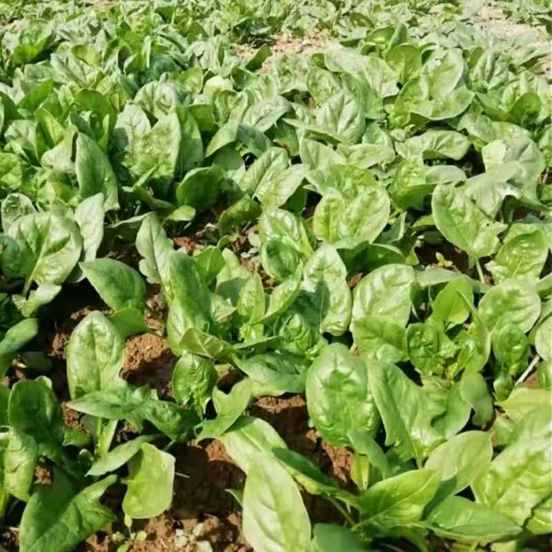 精品菠菜山东曹县地头直供精品菠菜代收带发