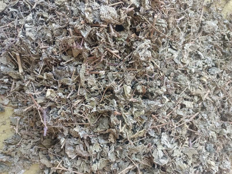 莓茶银藤茶花草茶茶叶广西大瑶山天然生长手工茶
