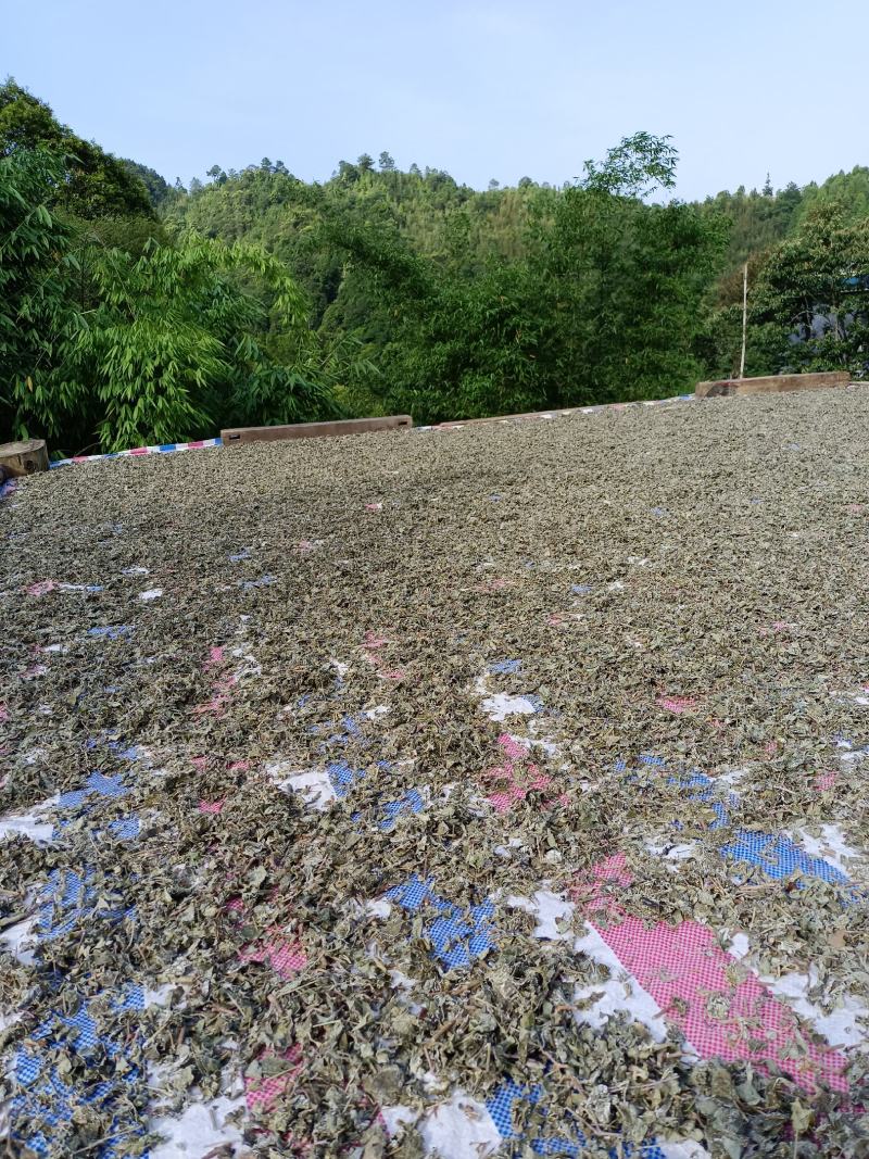 莓茶银藤茶花草茶茶叶广西大瑶山天然生长手工茶