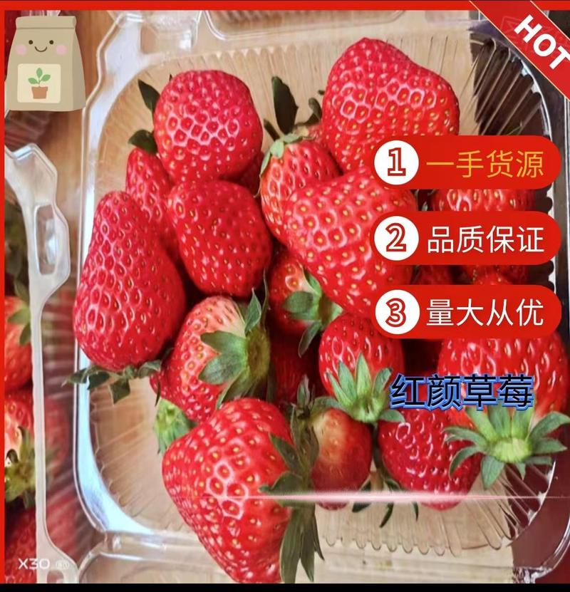正宗红颜草莓/规格齐全/分级精品草莓/保质保量/诚信经营