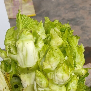 儿菜