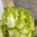儿菜