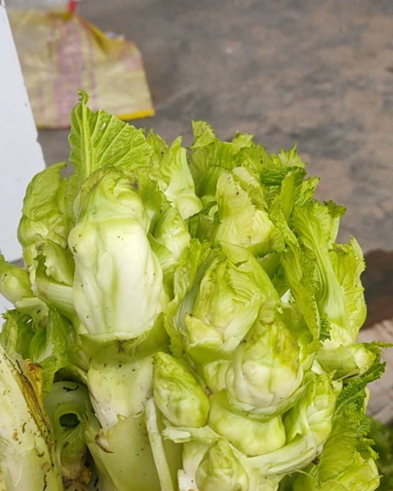 儿菜