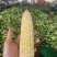 徐闻甜玉米，甜糯玉米新鲜玉米黄玉米产地直发货源充足稳定