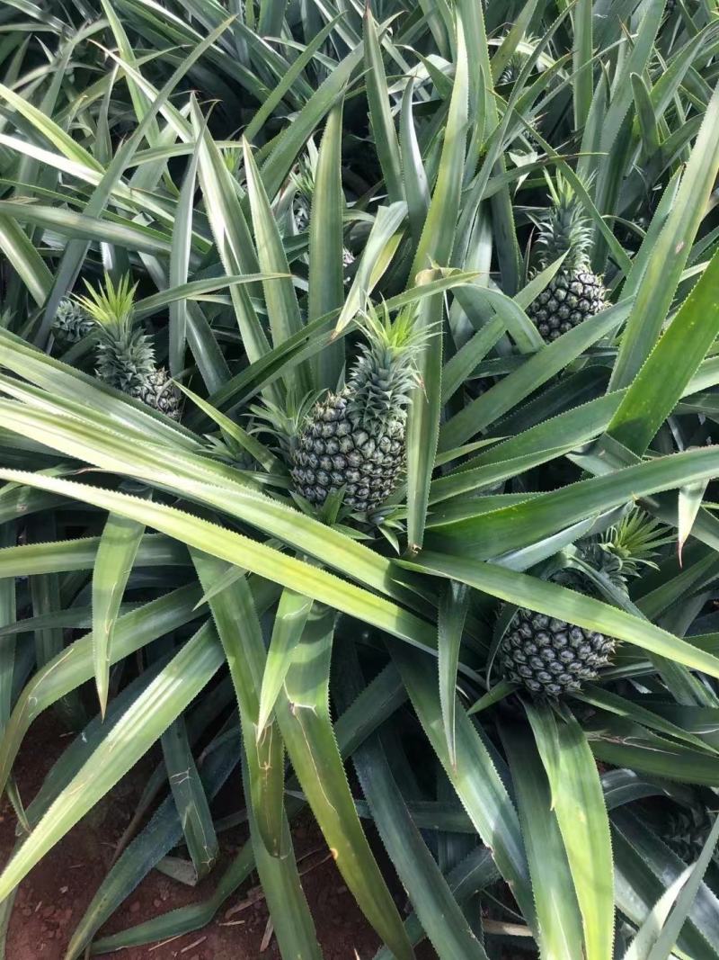 【精品】菠萝大量供应，产地直发货源充足量品质保障大从优
