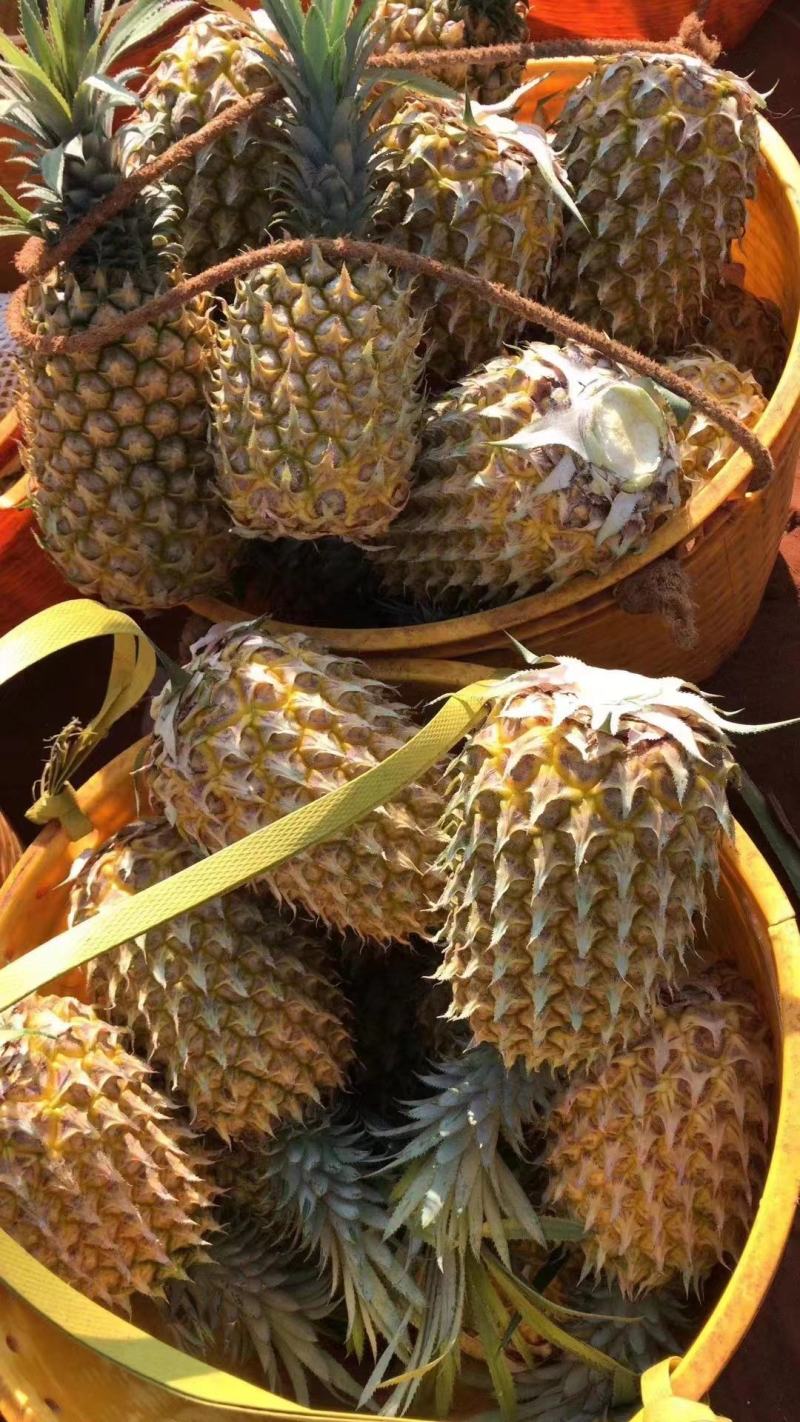 【精品】菠萝大量供应，产地直发货源充足量品质保障大从优