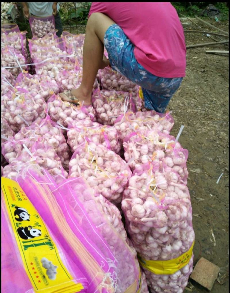 优质大蒜，品种多样化，基地，加工，一条龙服务，包装齐全，
