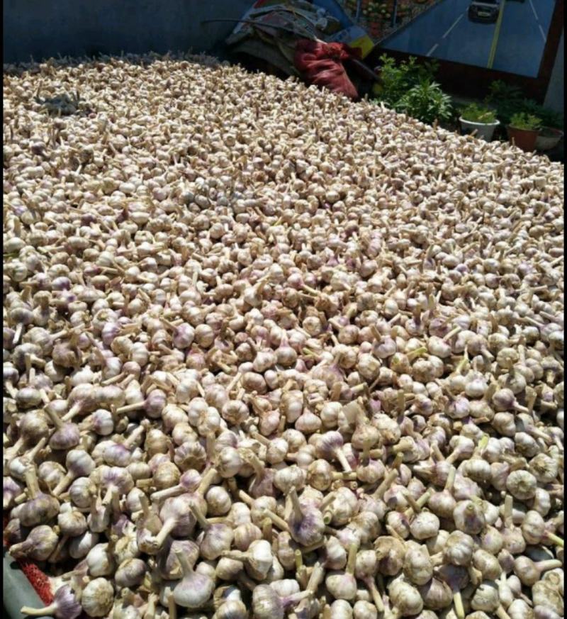 优质大蒜，品种多样化，基地，加工，一条龙服务，包装齐全，