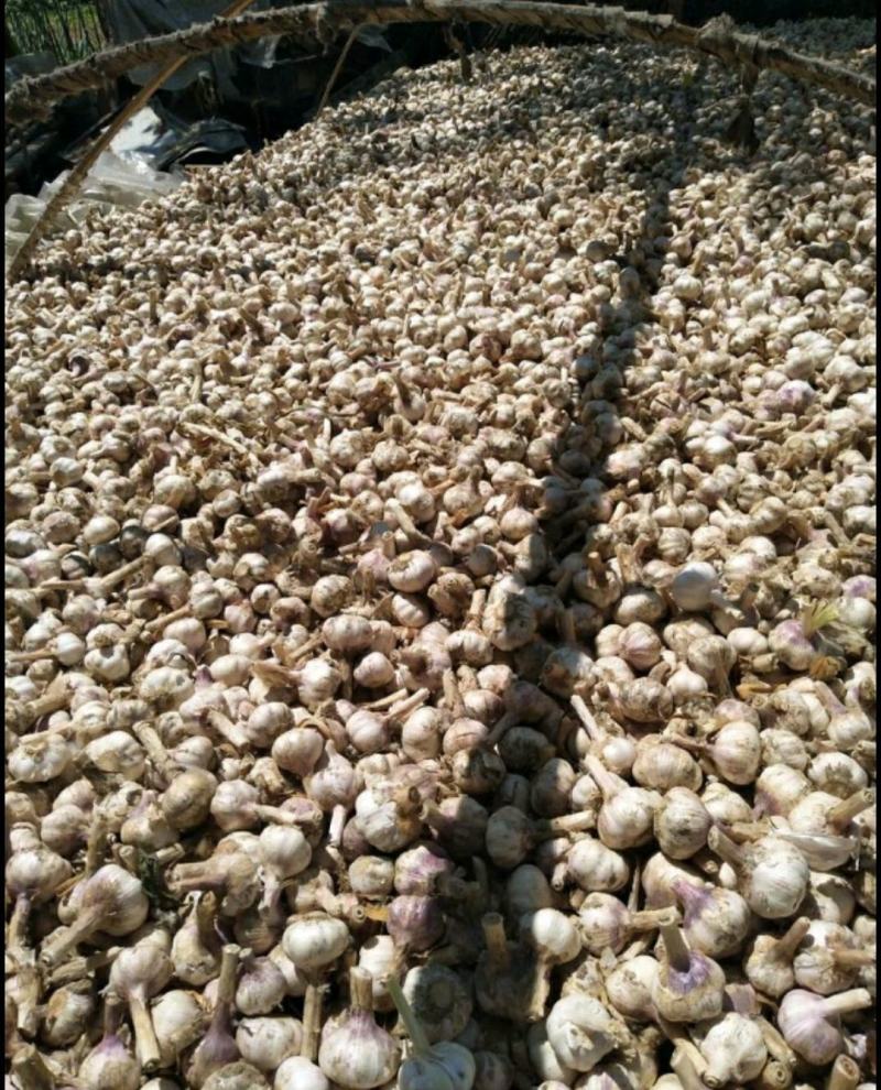 优质大蒜，品种多样化，基地，加工，一条龙服务，包装齐全，