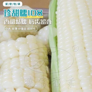 珍甜糯108甜糯玉米种子，耐热，香甜粘糯，棒大