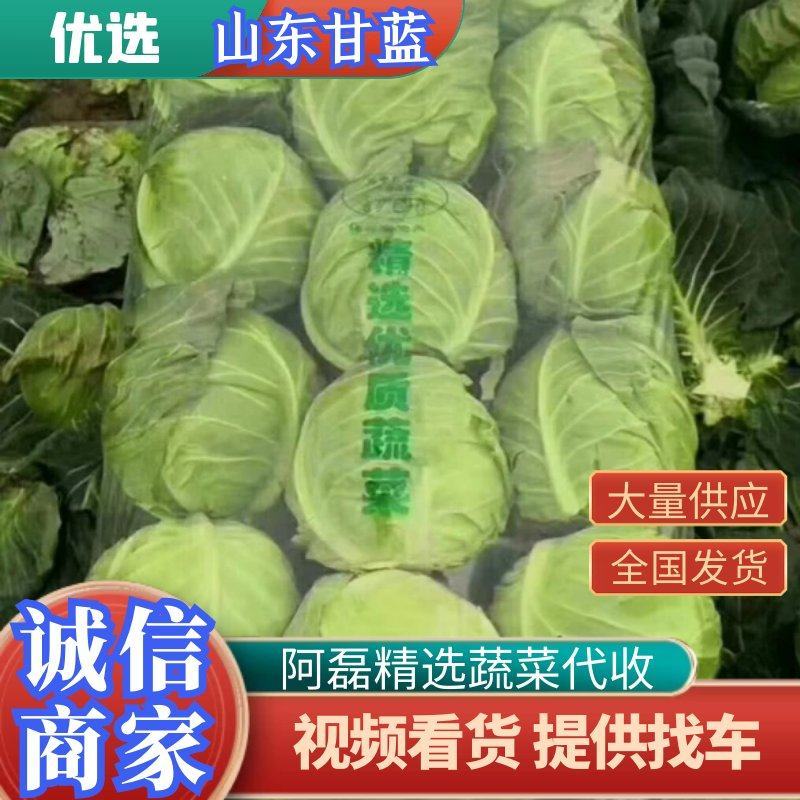 产地直发大量供应优选基地适应，大型加工厂，市场