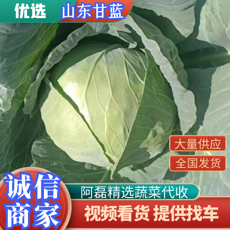 产地直发大量供应优选基地适应，大型加工厂，市场